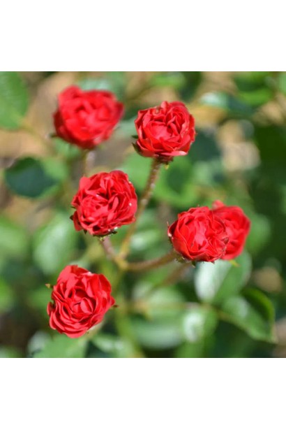 Куст розы Капля Красная с бутонами